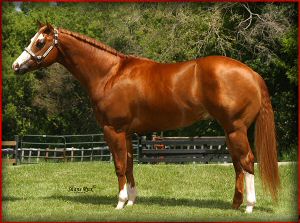 execute yearling.jpg